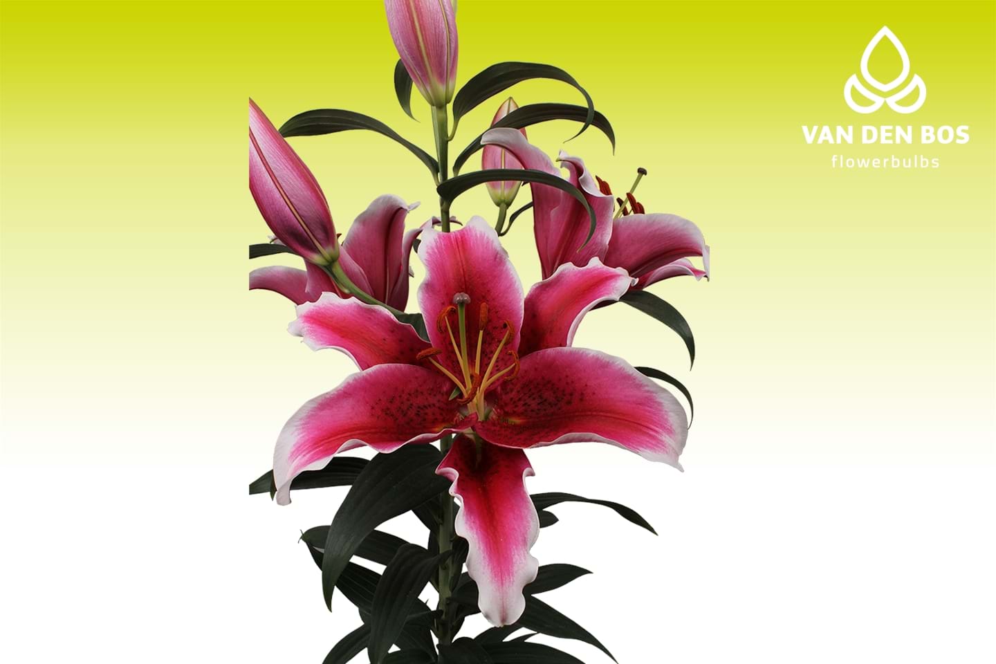 King Solomon Orientales Lirio Van den Bos Flowerbulbs